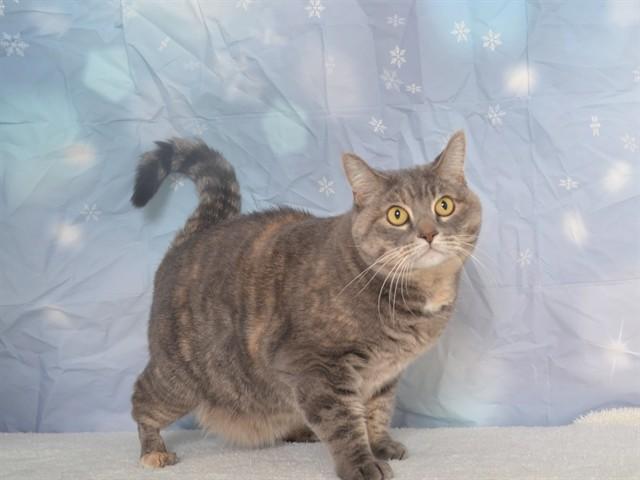 TIA, Adoptable, Adult Female Domestic Medium Hair & Domestic Short Hair.