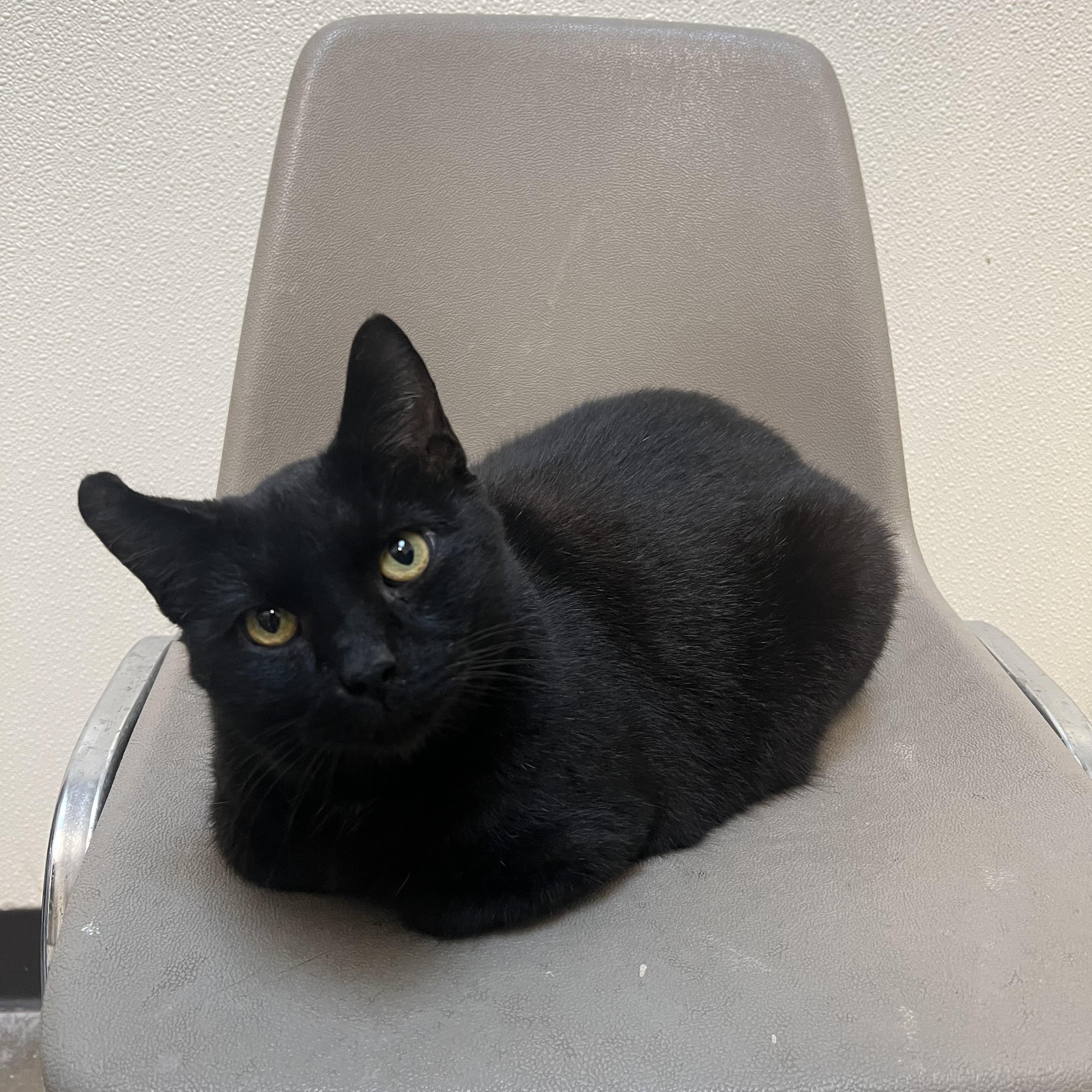 Midnight, Adoptable, Adult Male Domestic Short Hair.