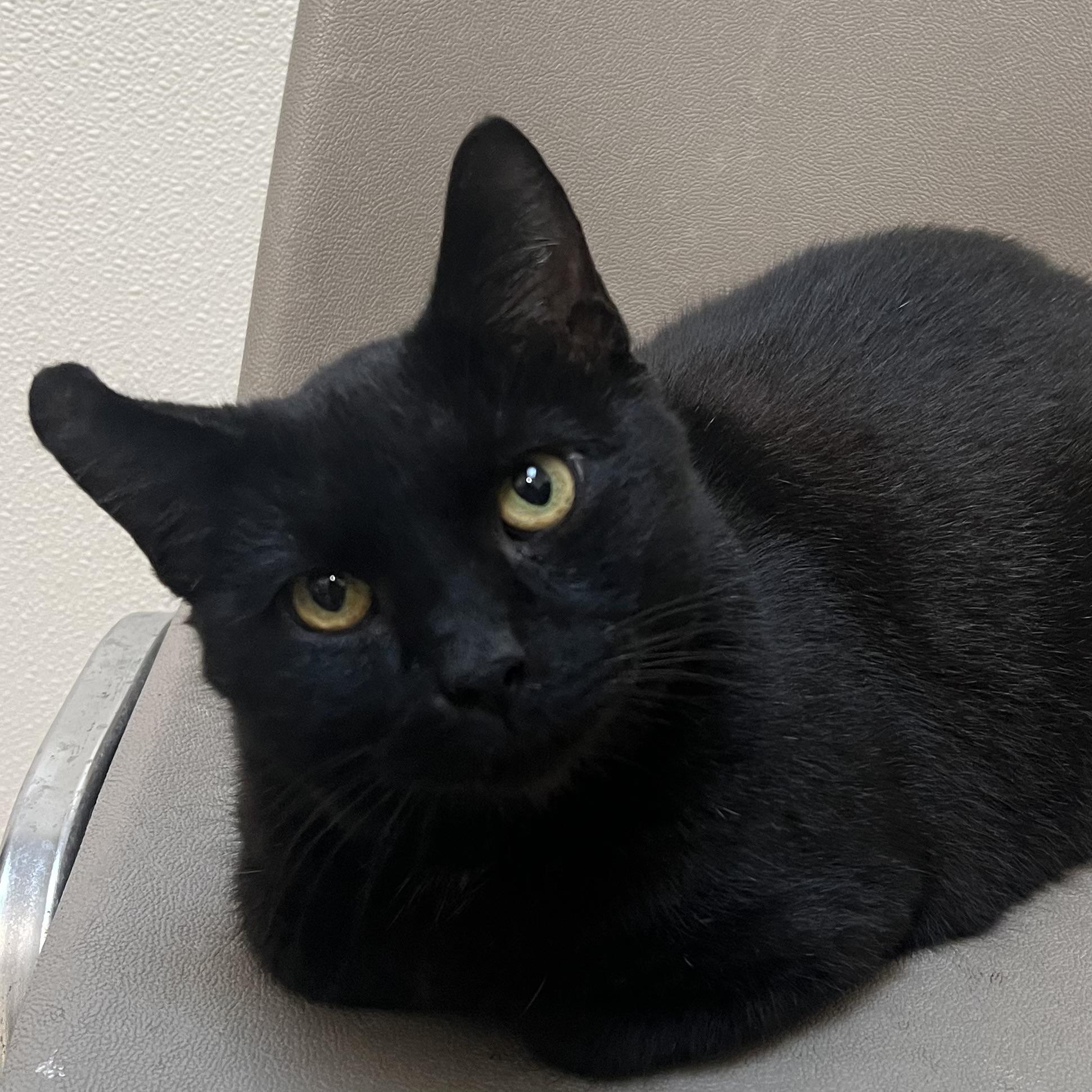 Enlarge Midnight, a Adoptable Domestic Short Hair in Fairmont, MN image 6/6