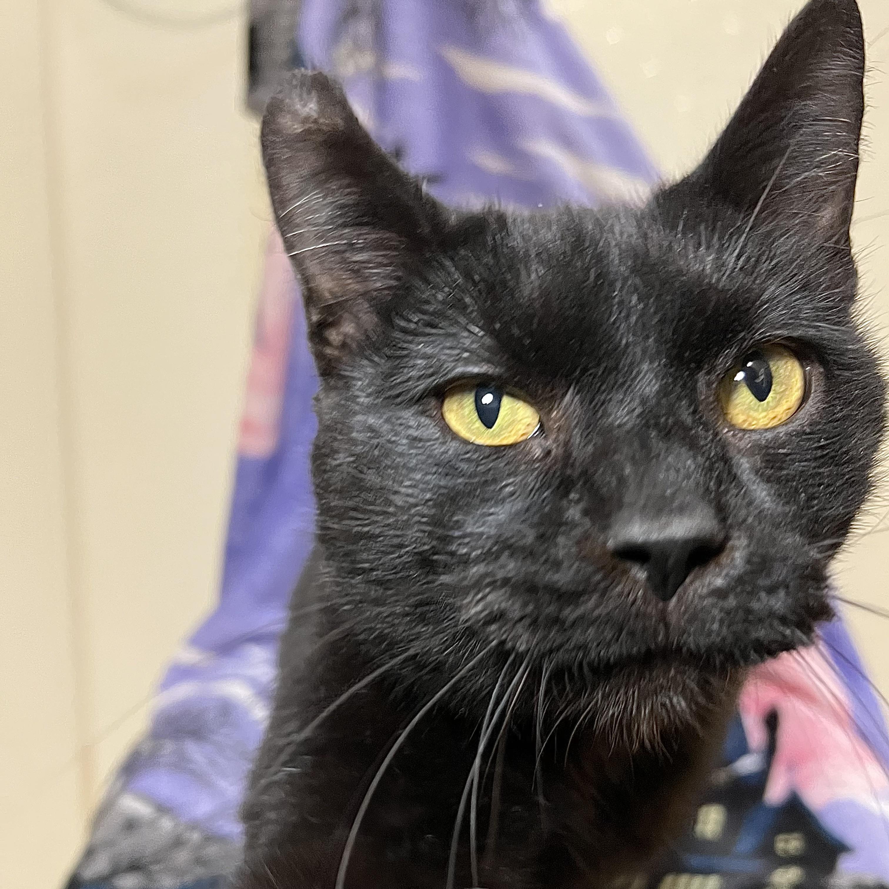 Enlarge Midnight, a Adoptable Domestic Short Hair in Fairmont, MN image 4/6