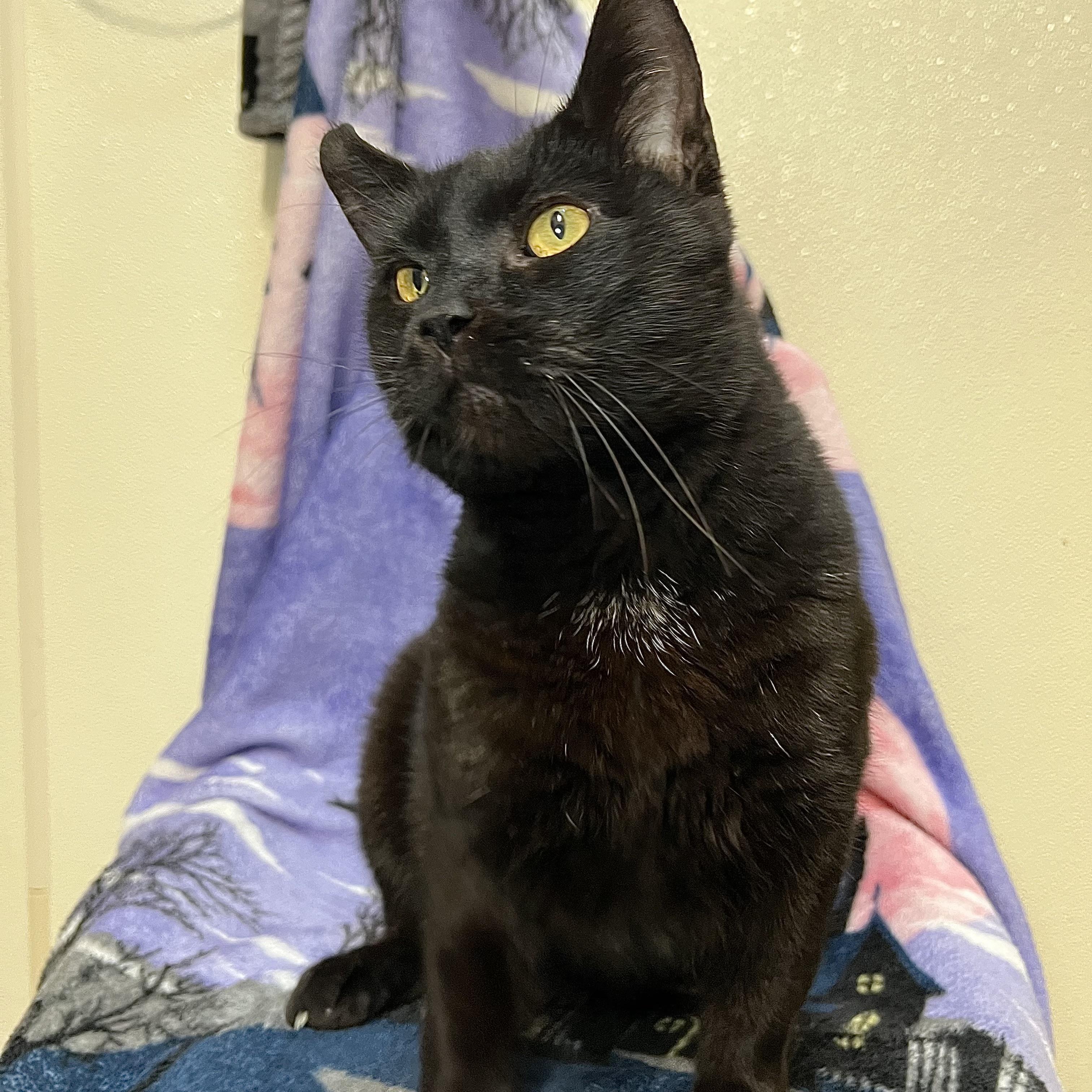 Enlarge Midnight, a Adoptable Domestic Short Hair in Fairmont, MN image 5/6
