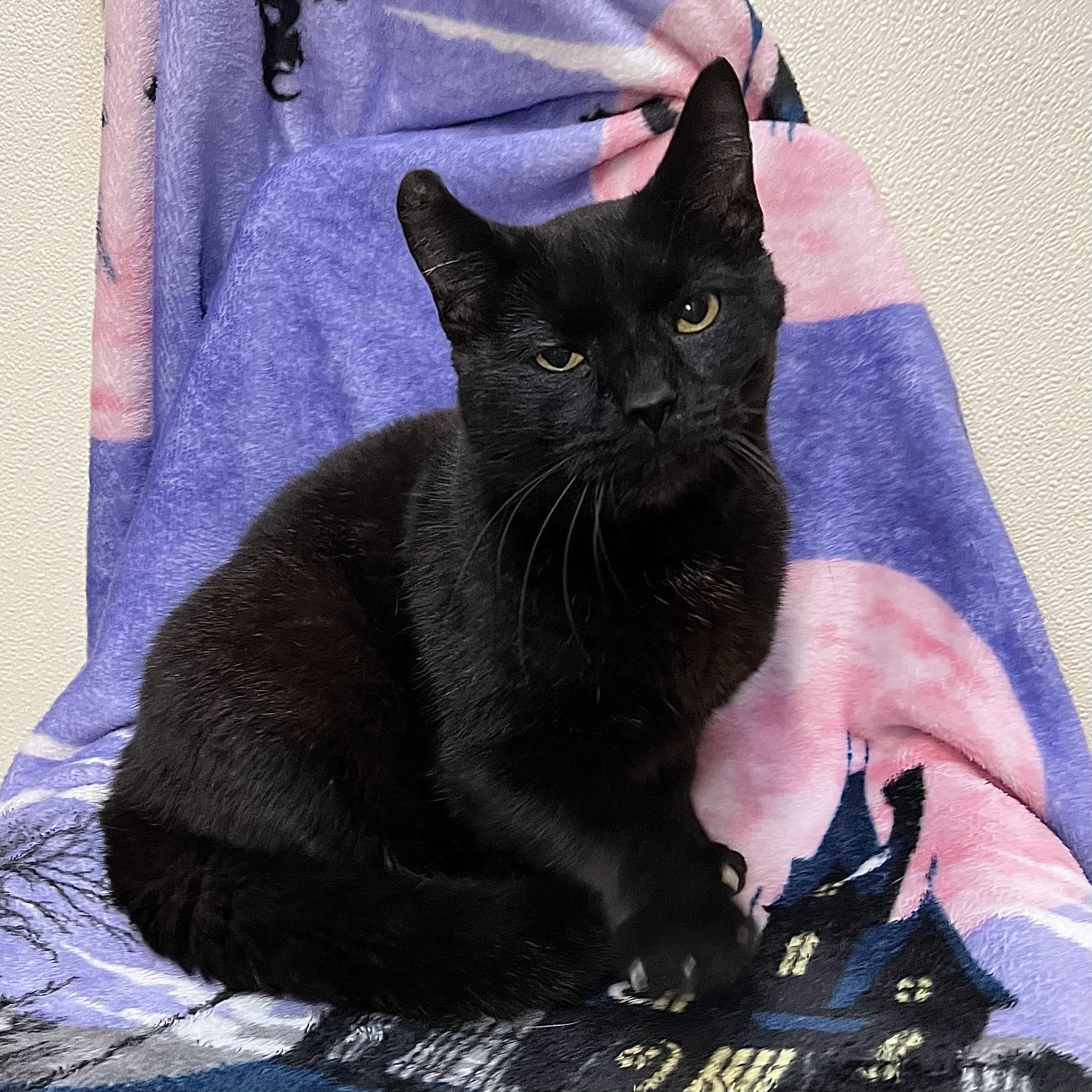Enlarge Midnight, a Adoptable Domestic Short Hair in Fairmont, MN image 2/6
