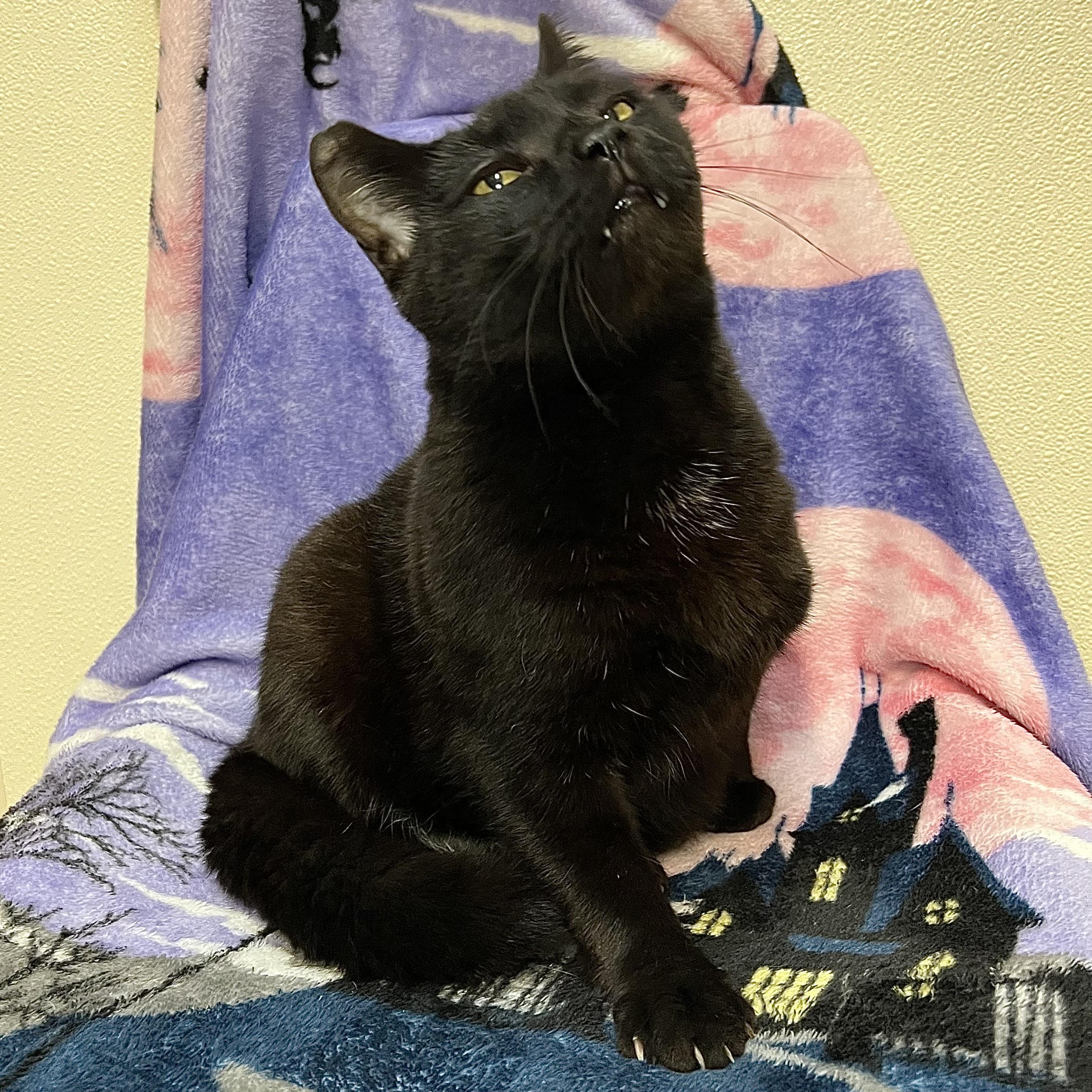 Enlarge Midnight, a Adoptable Domestic Short Hair in Fairmont, MN image 3/6