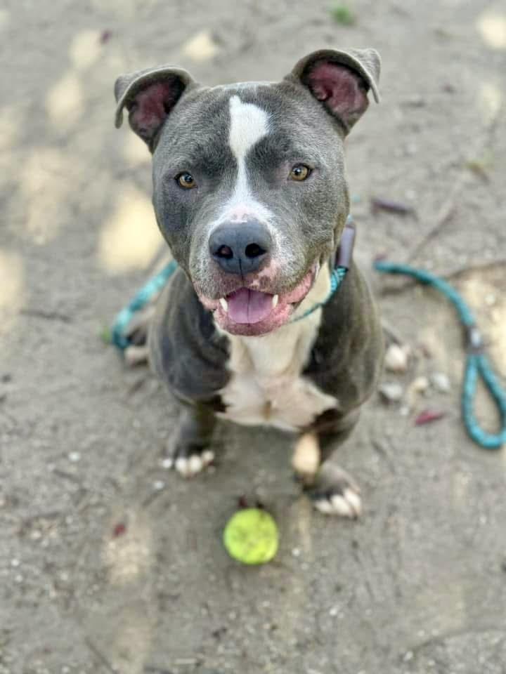 Buffalo, a ADOPTABLE Pit Bull Terrier in Chicago, IL image 2/5