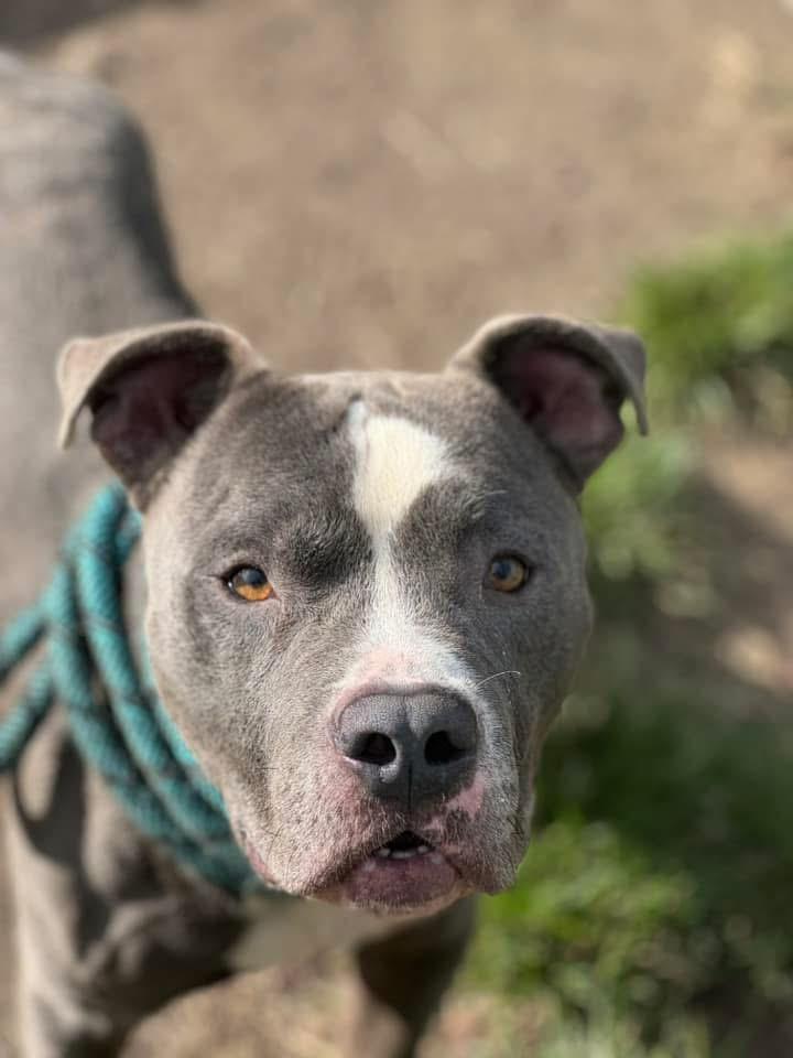 Buffalo, ADOPTABLE, Adult Male Pit Bull Terrier.