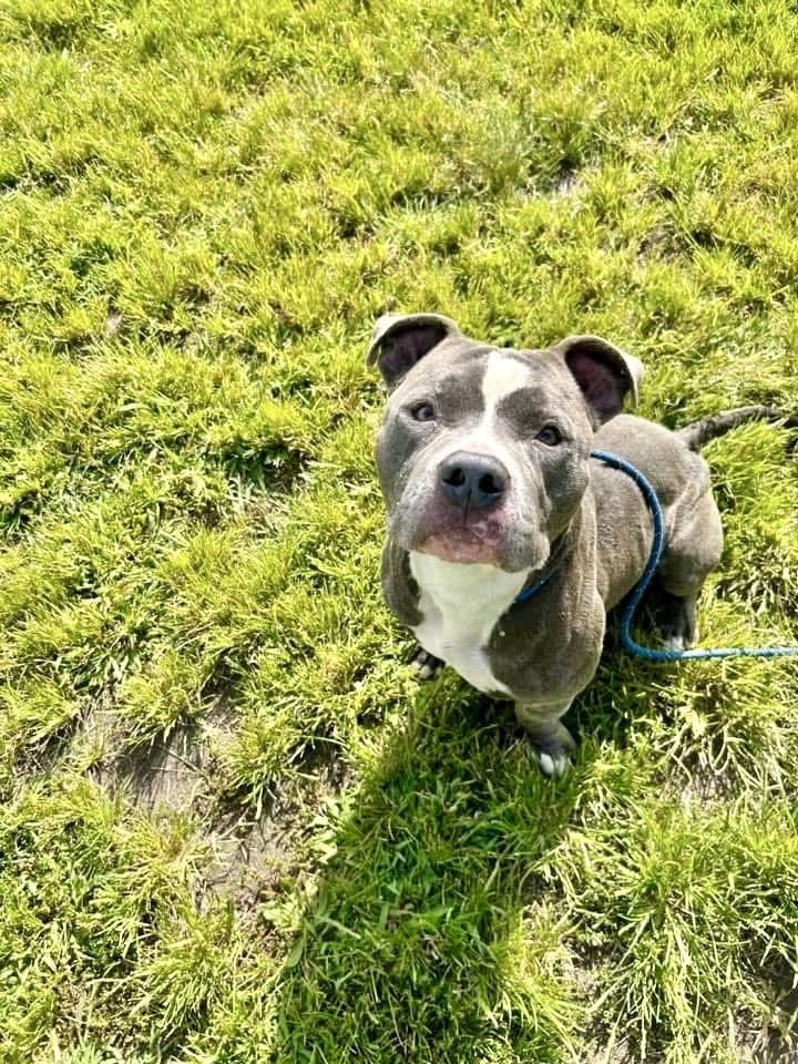 Buffalo, a ADOPTABLE Pit Bull Terrier in Chicago, IL image 4/5