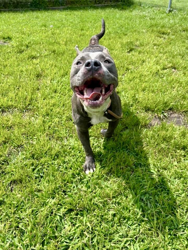 Buffalo, a ADOPTABLE Pit Bull Terrier in Chicago, IL image 3/5