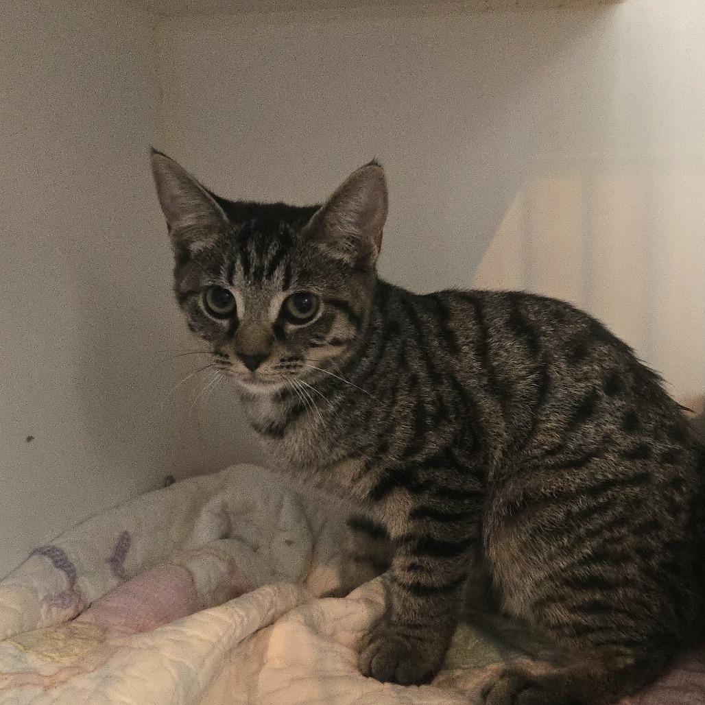 Kelly, Adoptable, Kitten Female Domestic Short Hair.