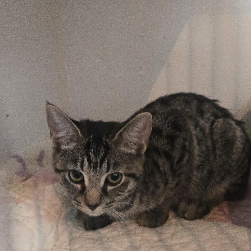 Enlarge Kelly, a Adoptable Domestic Short Hair in Salisbury, MA image 2/4