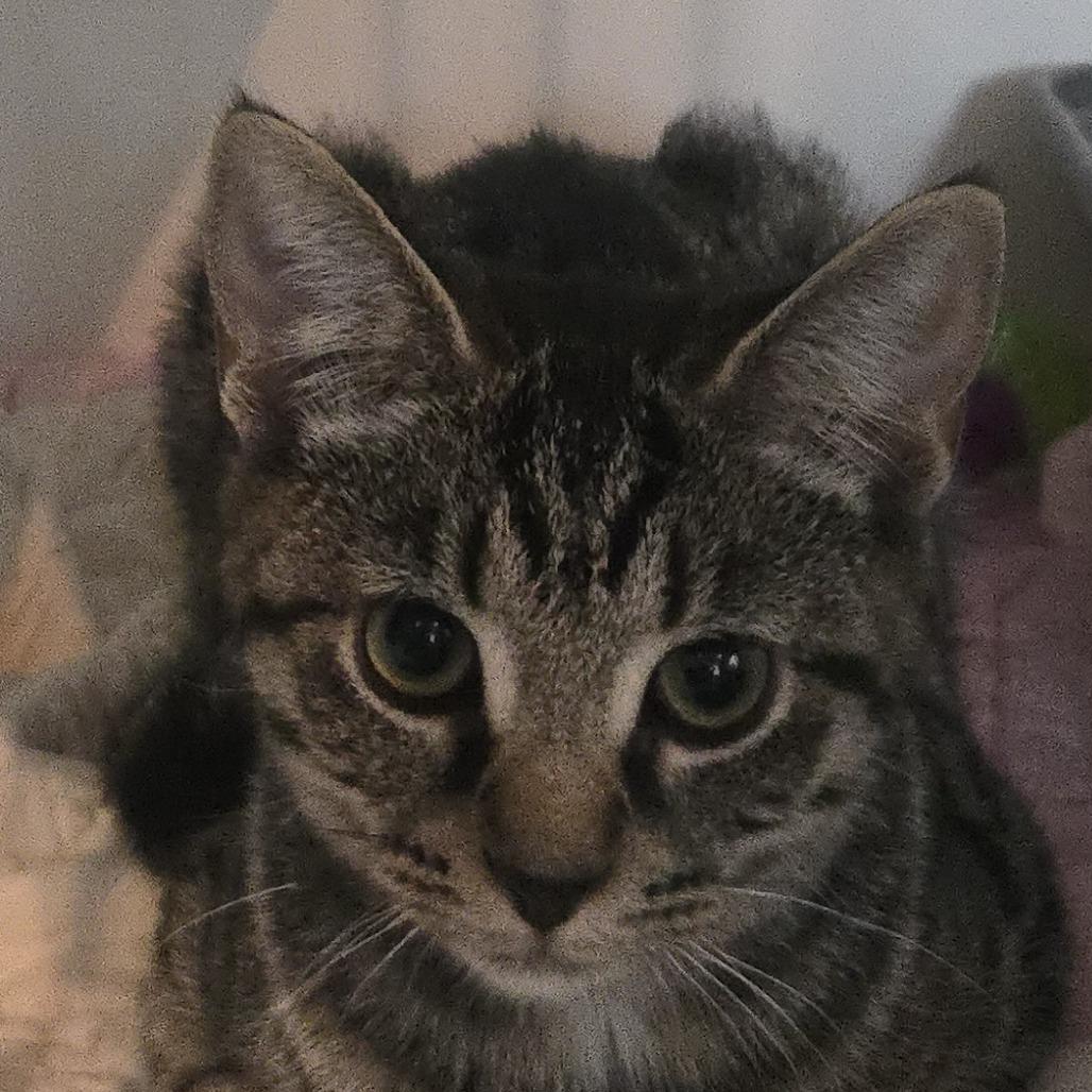 Enlarge Kelly, a Adoptable Domestic Short Hair in Salisbury, MA image 3/4