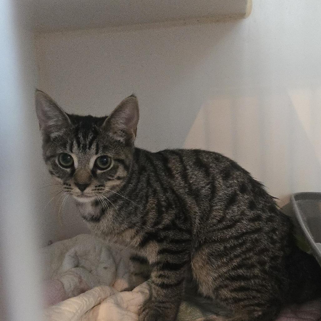 Enlarge Kelly, a Adoptable Domestic Short Hair in Salisbury, MA image 4/4