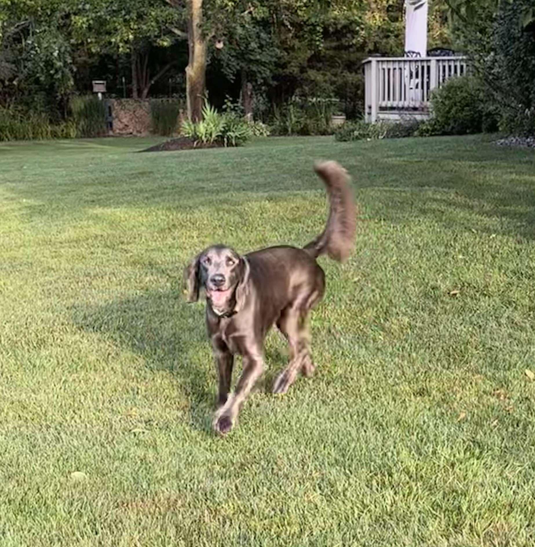 Enlarge Hank, a Adoptable Weimaraner in Jeffersonville, IN image 2/6