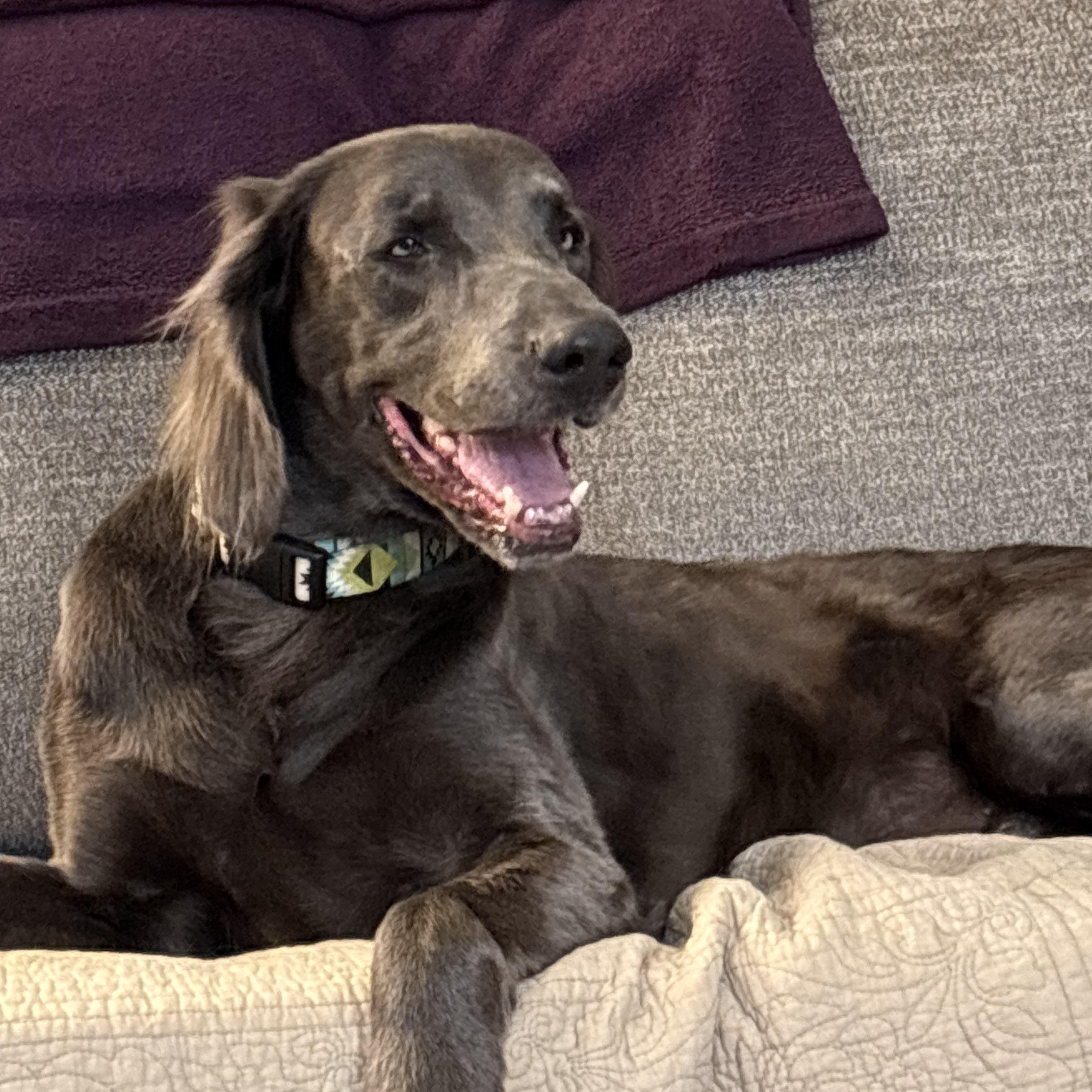 Enlarge Hank, an adopted Weimaraner in Jeffersonville, IN image 2/4