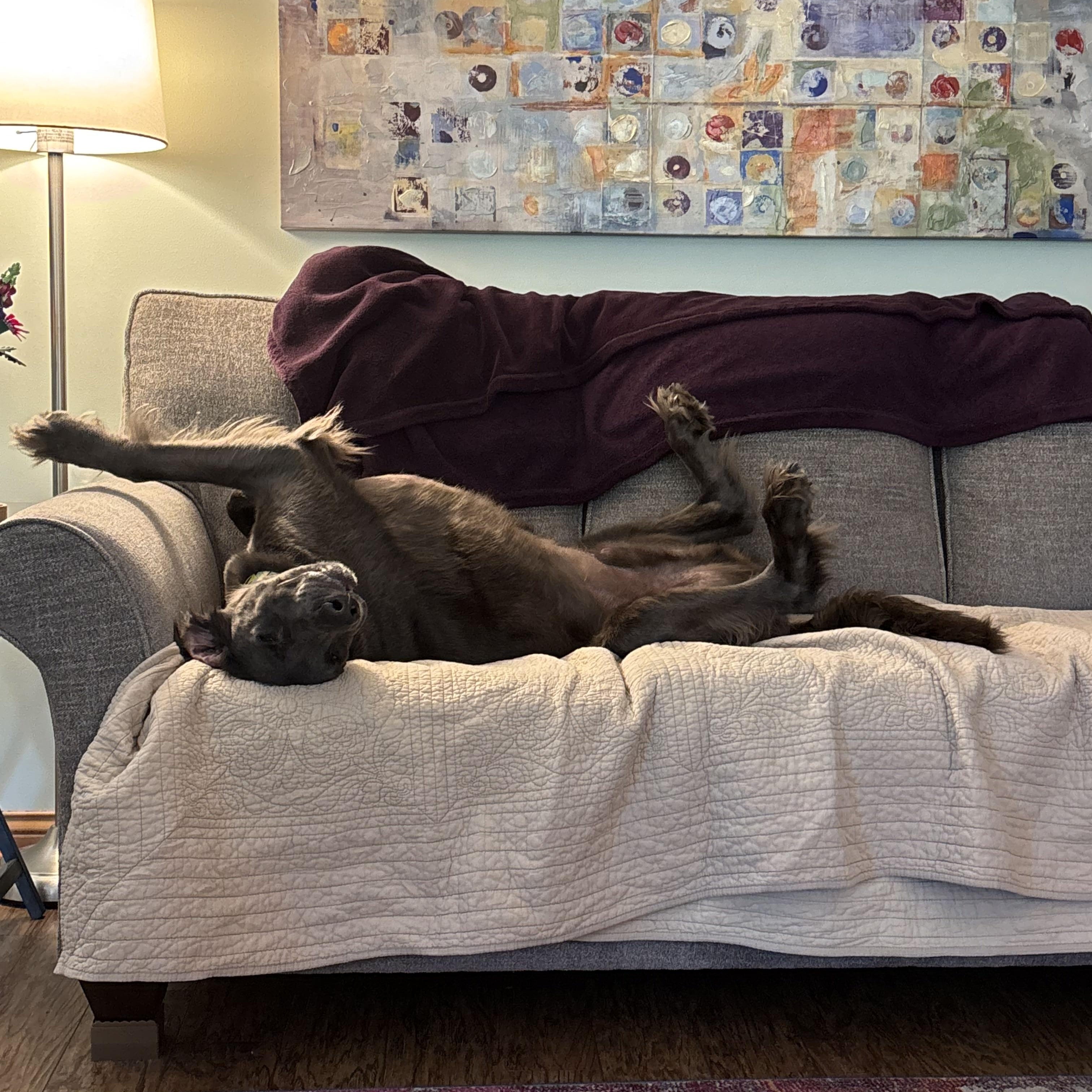Enlarge Hank, an adopted Weimaraner in Jeffersonville, IN image 4/4