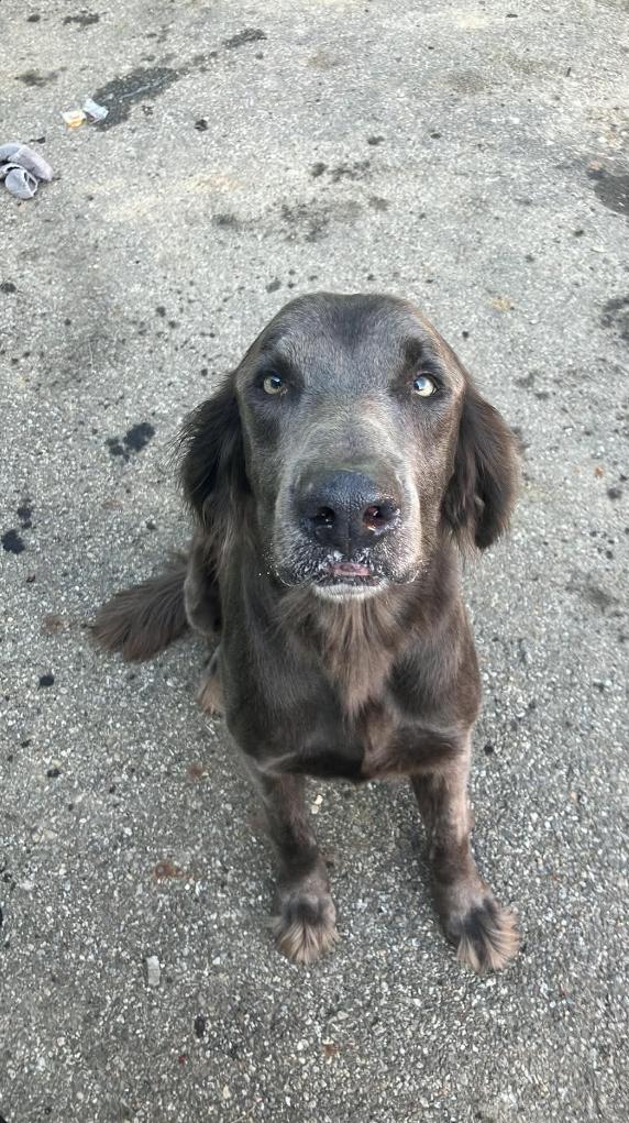 Hank, adopted, Senior Male Weimaraner.