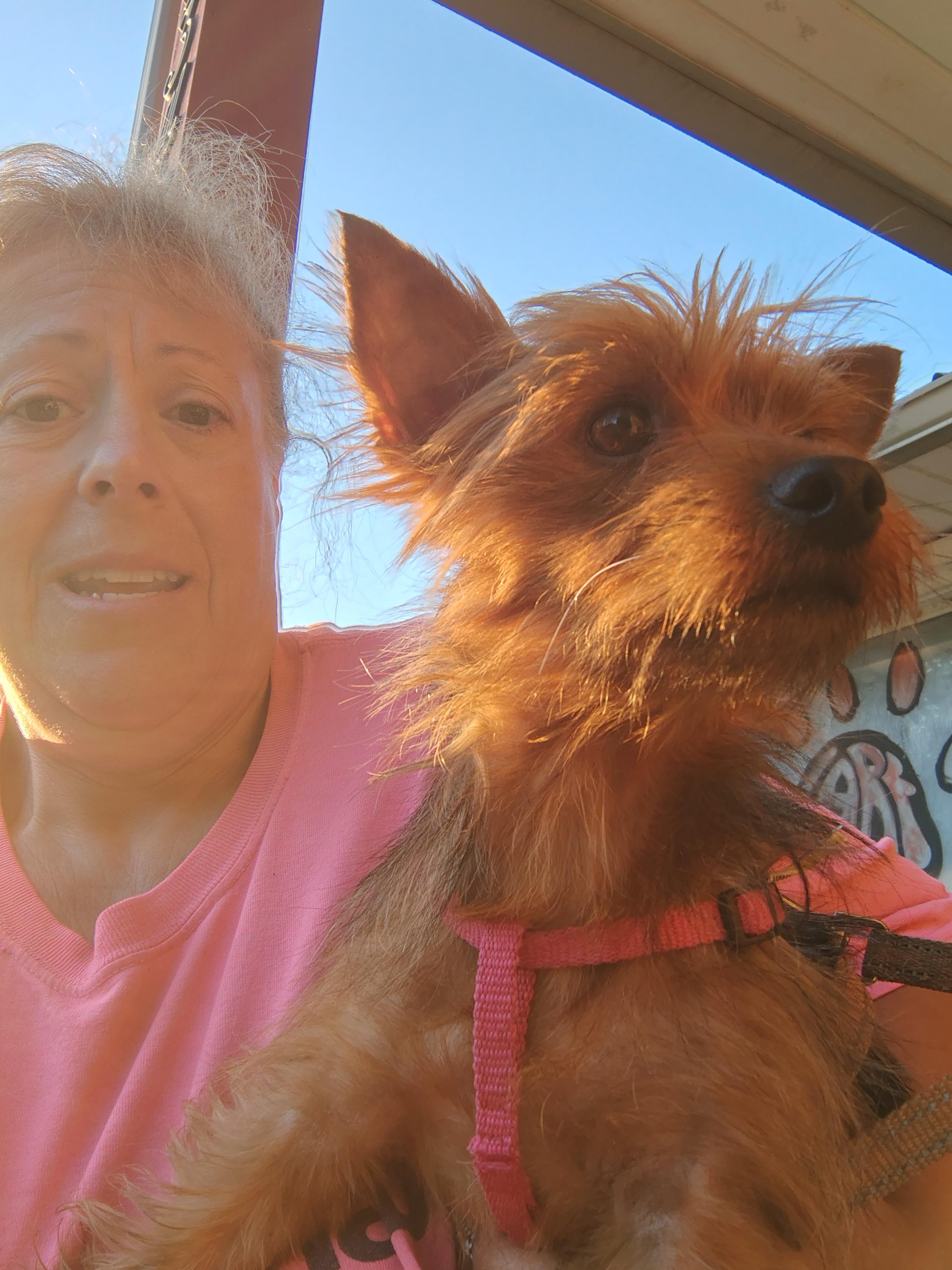 Shasta (Sissy), an adopted Yorkshire Terrier in Jasonville, IN image 2/3