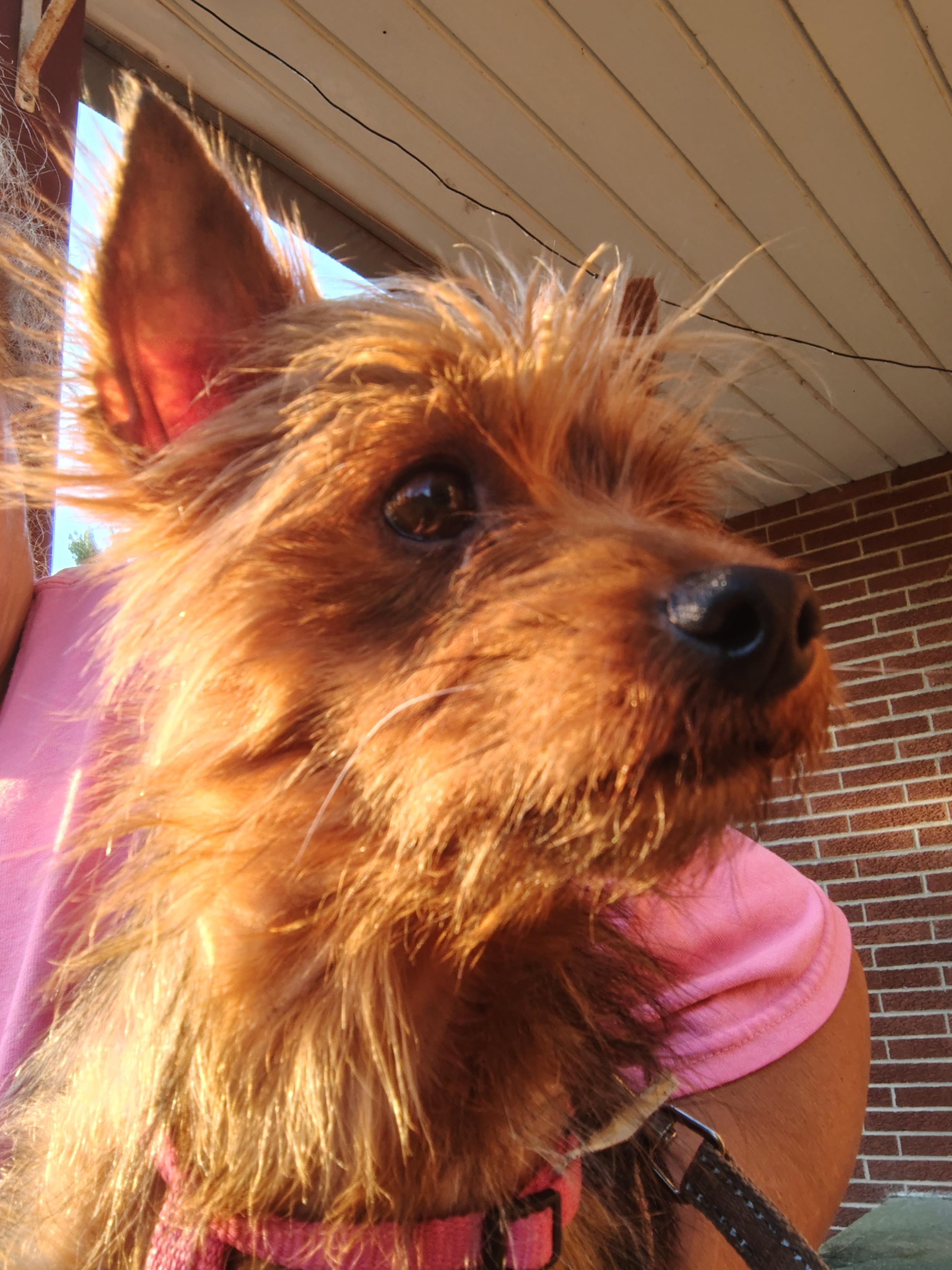 Shasta (Sissy), adopted, Adult Female Yorkshire Terrier.