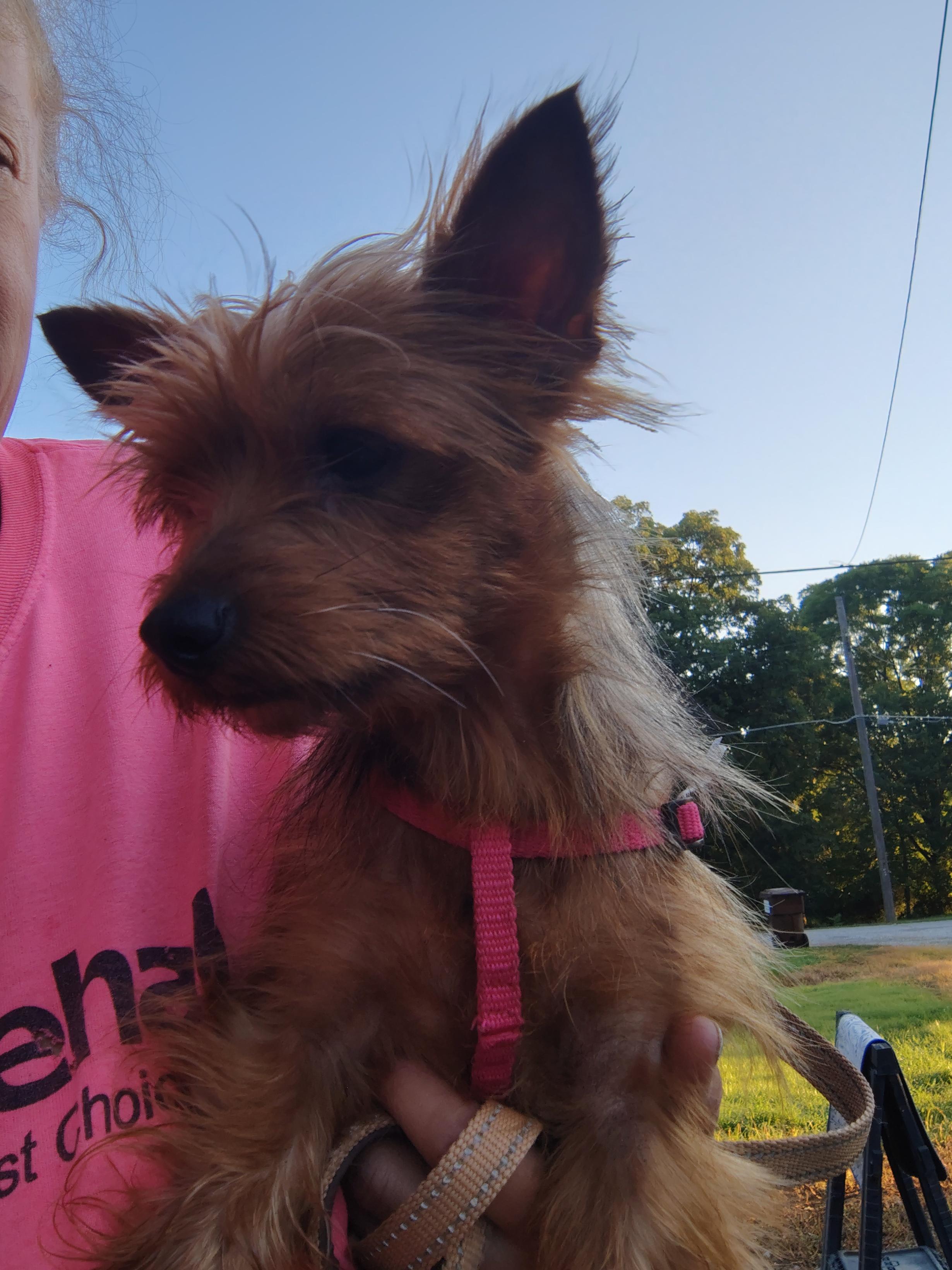 Shasta (Sissy), an adopted Yorkshire Terrier in Jasonville, IN image 3/3