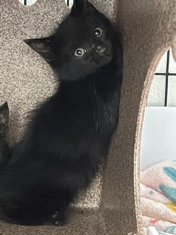 Oogie Boogie, Adoptable, Young Male Domestic Short Hair.
