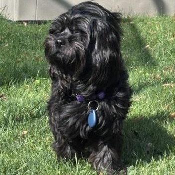 Enlarge Honey, a Adoptable mixed breed in Scarborough, ON image 2/6