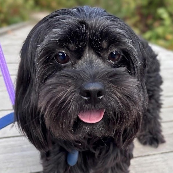 Honey, Adoptable, Adult Female Maltese.