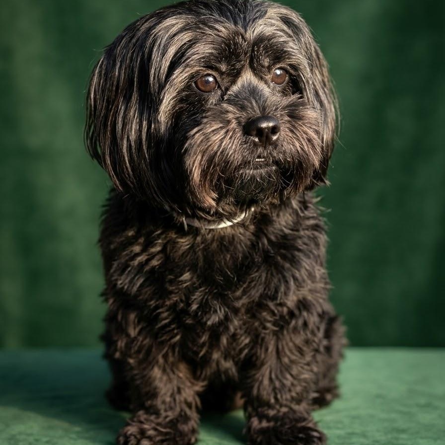 Enlarge Honey, a Adoptable mixed breed in Scarborough, ON image 6/6