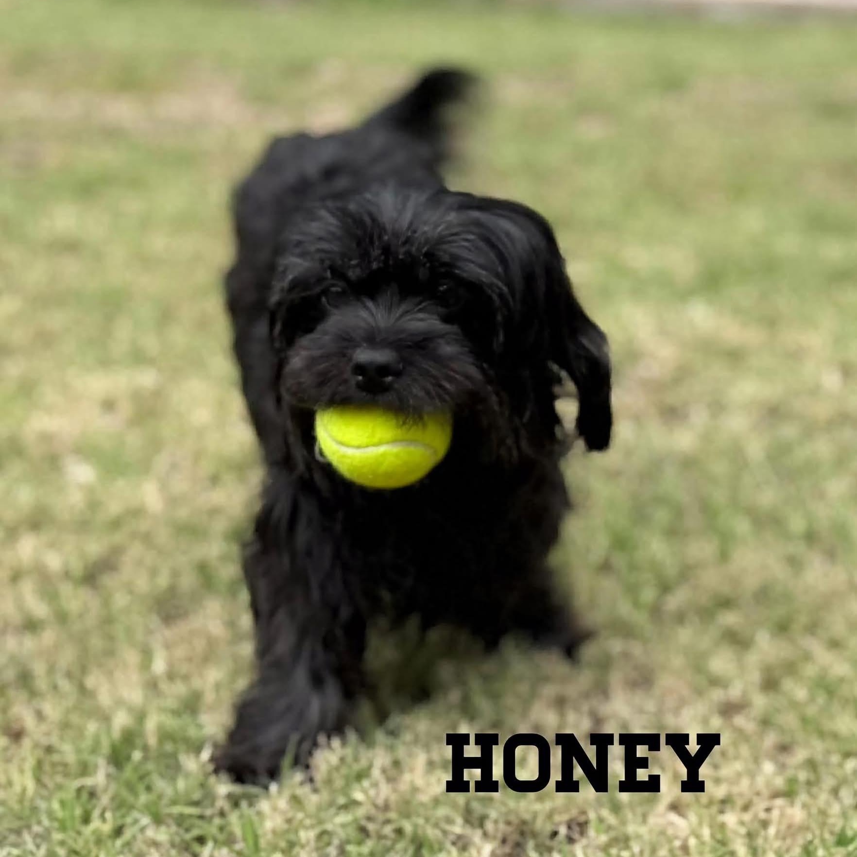 Enlarge Honey, a Adoptable mixed breed in Scarborough, ON image 4/6