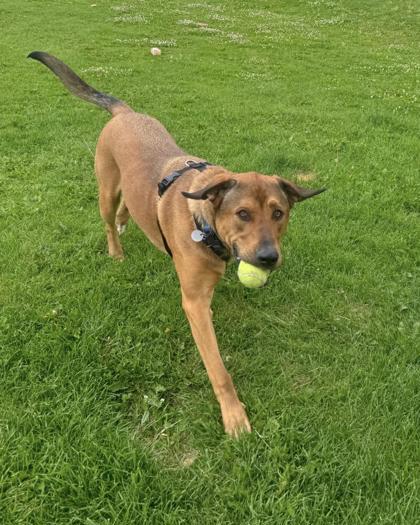 Harley, a ADOPTABLE Mixed Breed in Missoula, MT image 2/2