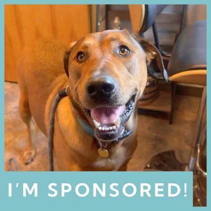 Harley, ADOPTABLE, Young Male Mixed Breed.