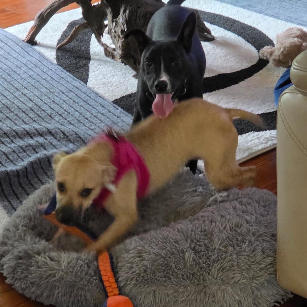 Tessa @ Foster, Adoptable, Young Female Mixed Breed.