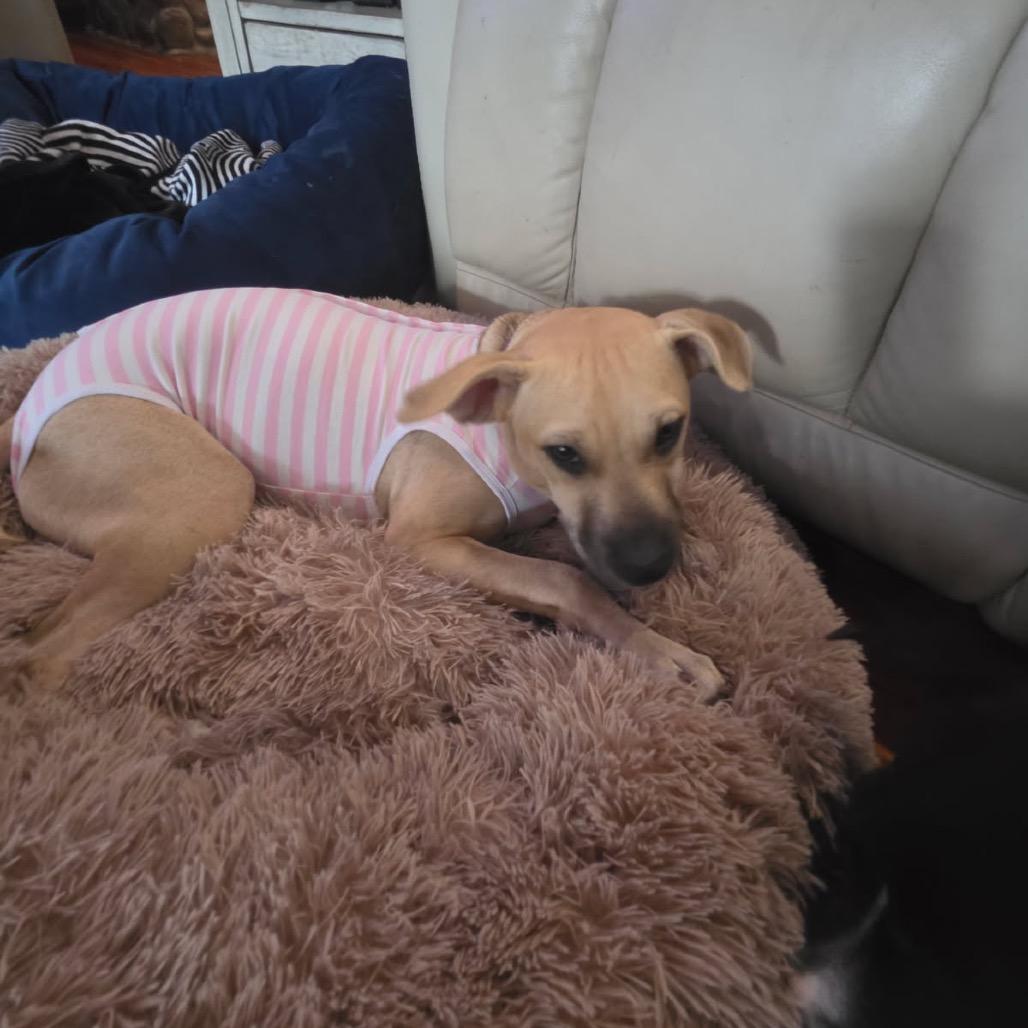 Enlarge Tessa @ Foster, a Adoptable Mixed Breed in Summerville, SC image 2/6