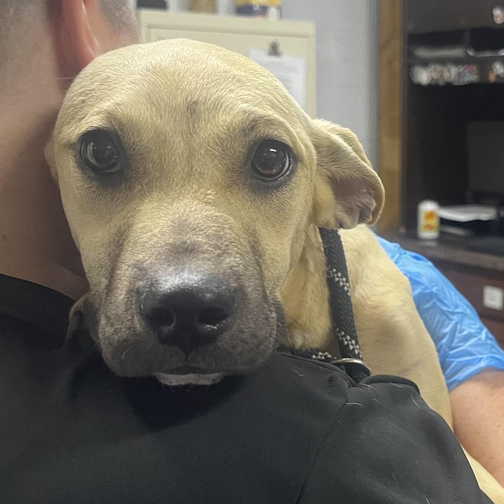 Enlarge Tessa @ Foster, a Adoptable Mixed Breed in Summerville, SC image 3/6