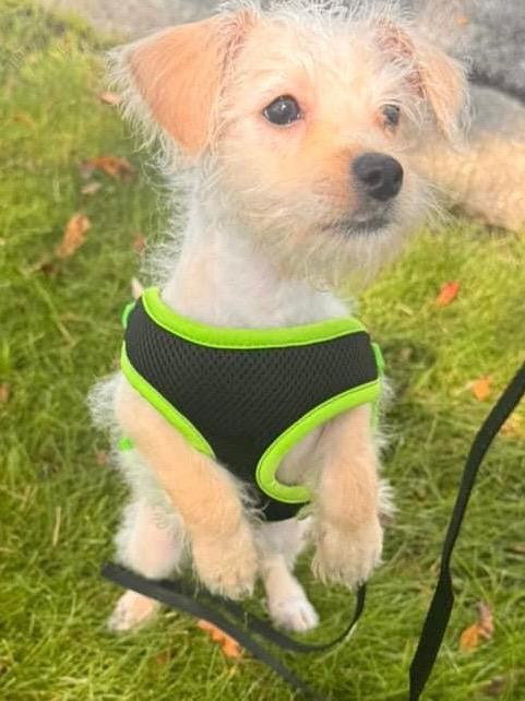 Max, a Adoptable mixed breed in Bristol, WI image 1/6