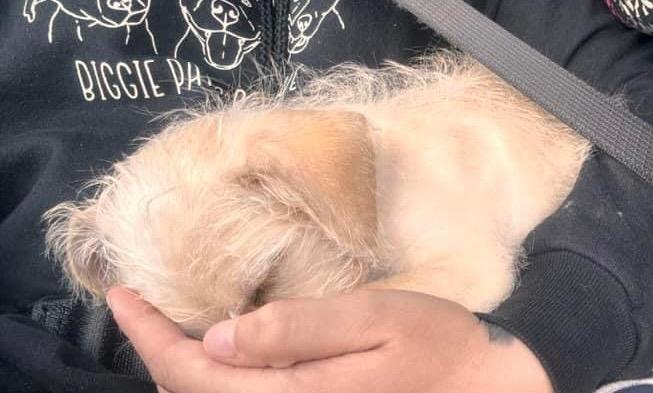 Max, Adoptable, Young Male Chihuahua.