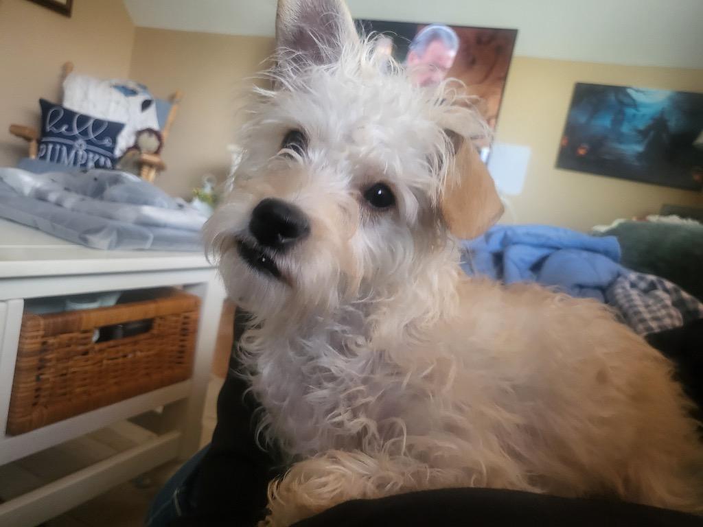 Max, a Adoptable mixed breed in Bristol, WI image 2/6