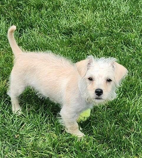 Max, a Adoptable mixed breed in Bristol, WI image 3/6