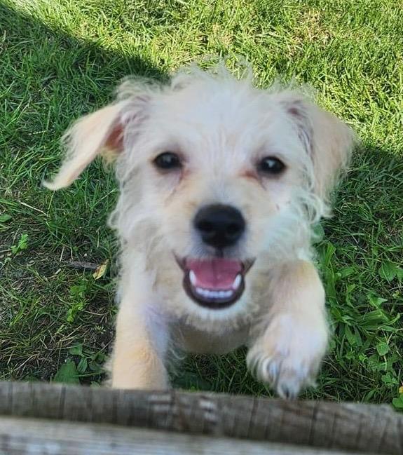 Max, a Adoptable mixed breed in Bristol, WI image 4/6