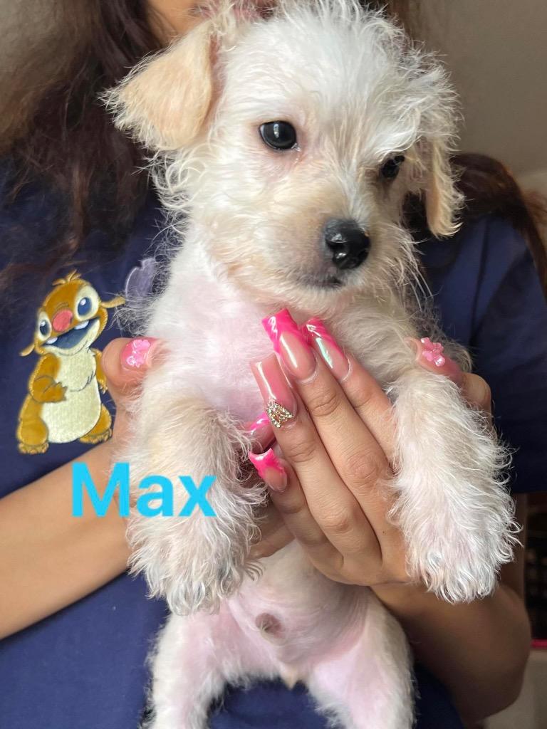 Max, a Adoptable mixed breed in Bristol, WI image 5/6
