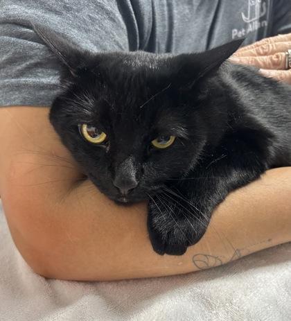 Junior, Adoptable, Adult Male Domestic Medium Hair & Domestic Short Hair.