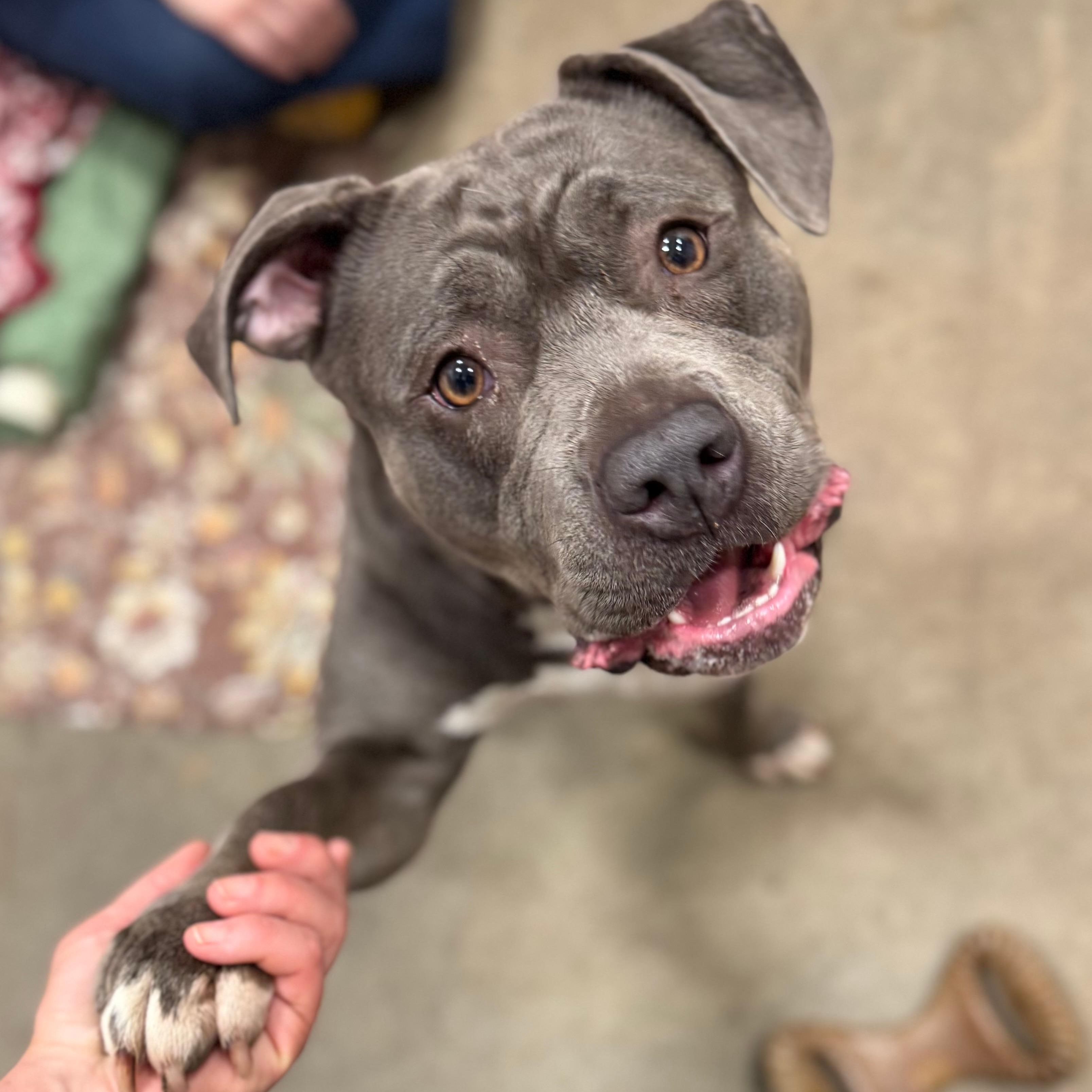 Pierogi, Young Female Staffordshire Bull Terrier
