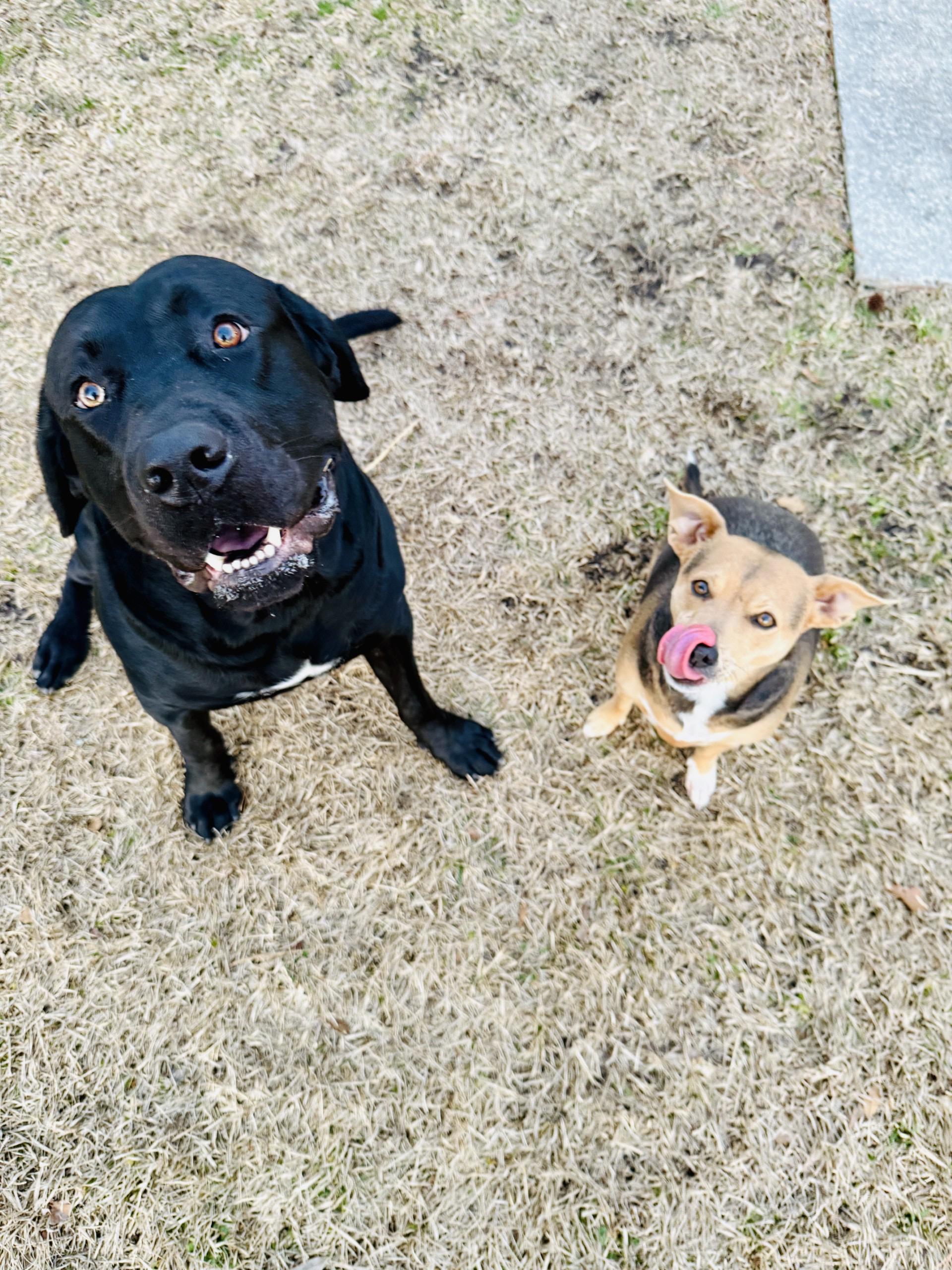 Cash - COURTESY LISTING, a Adoptable mixed breed in Clyde, NC image 4/6