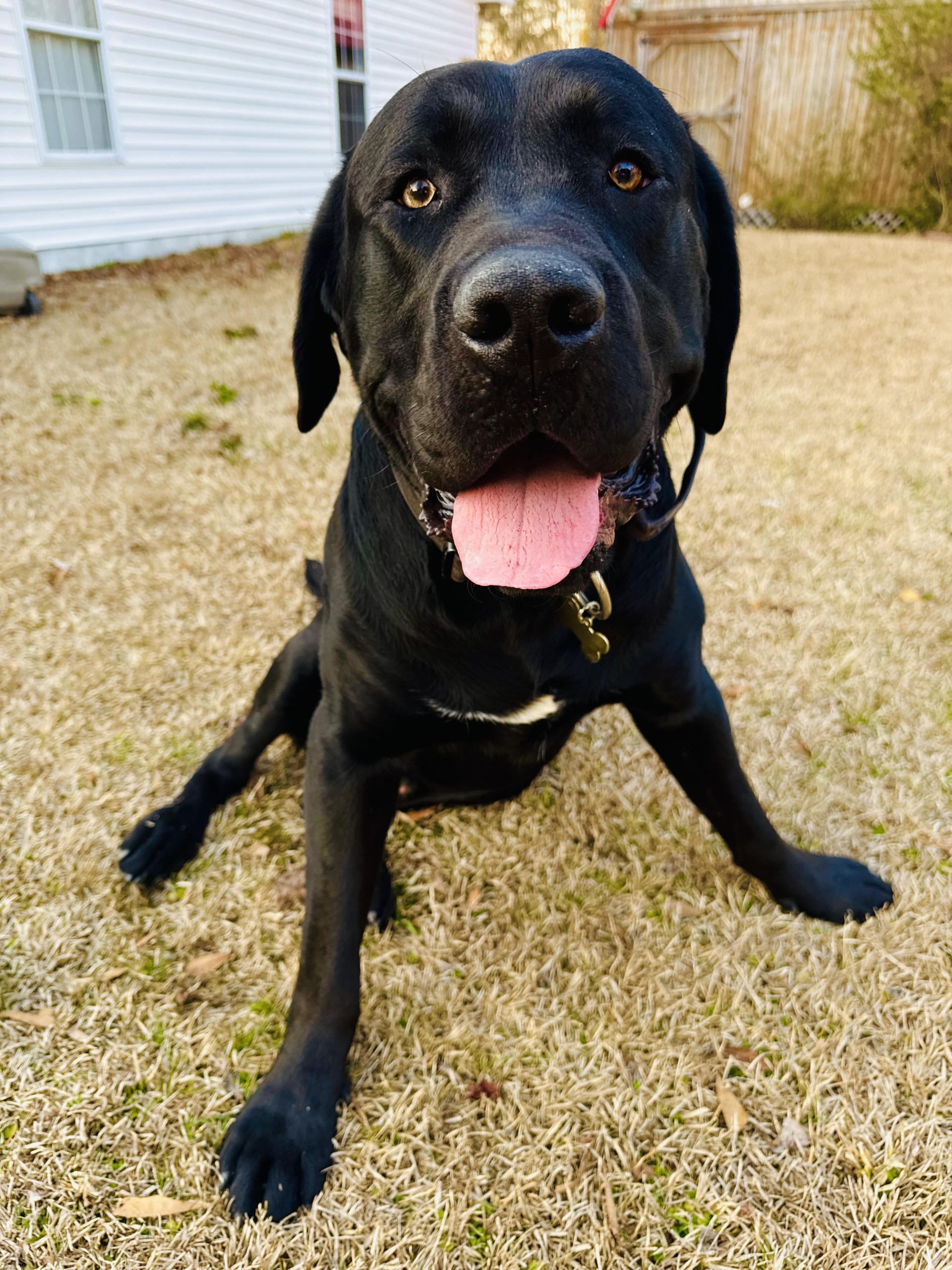 Cash - COURTESY LISTING, a Adoptable mixed breed in Clyde, NC image 1/6