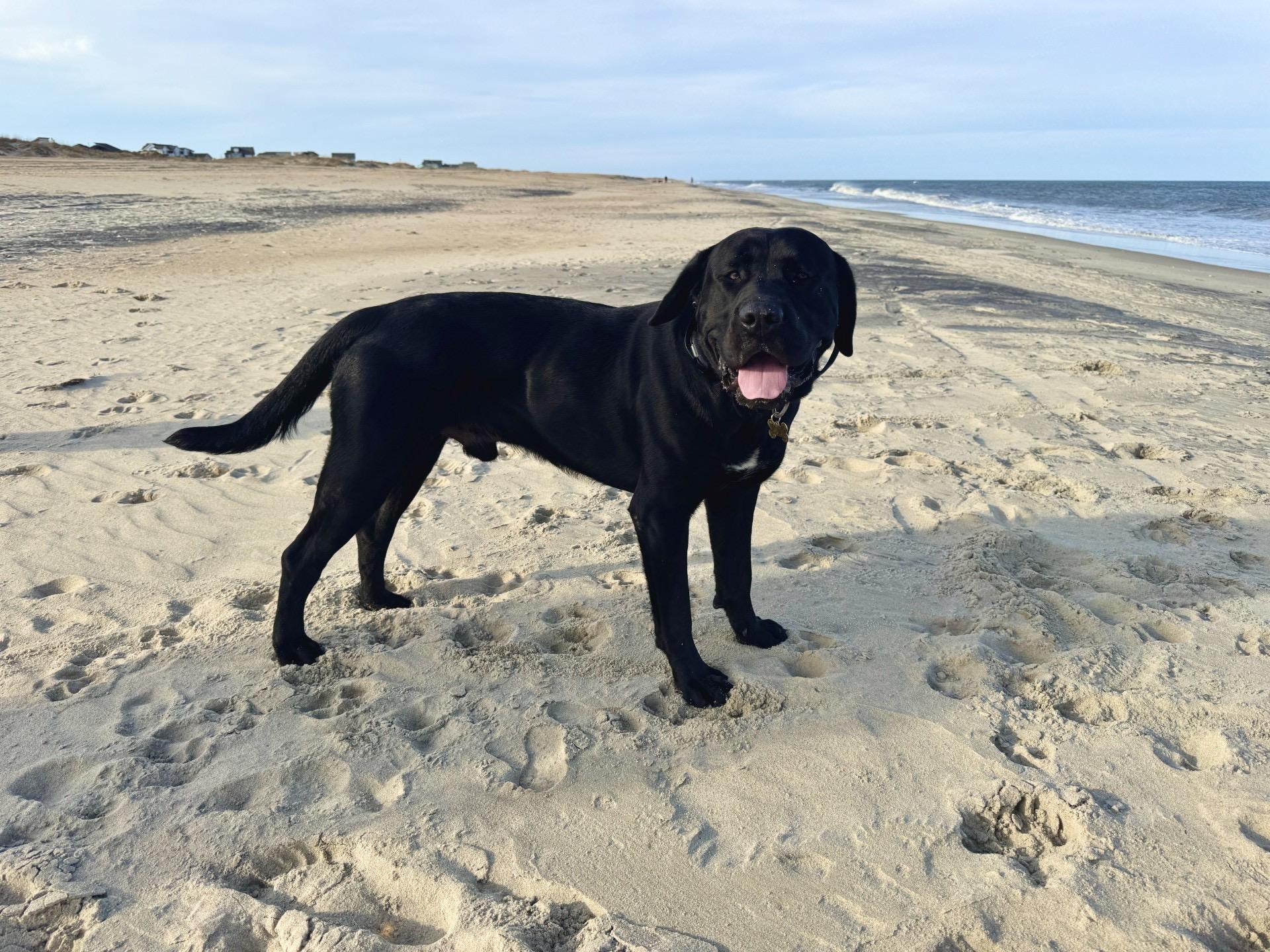 Cash - COURTESY LISTING, a Adoptable mixed breed in Clyde, NC image 3/6