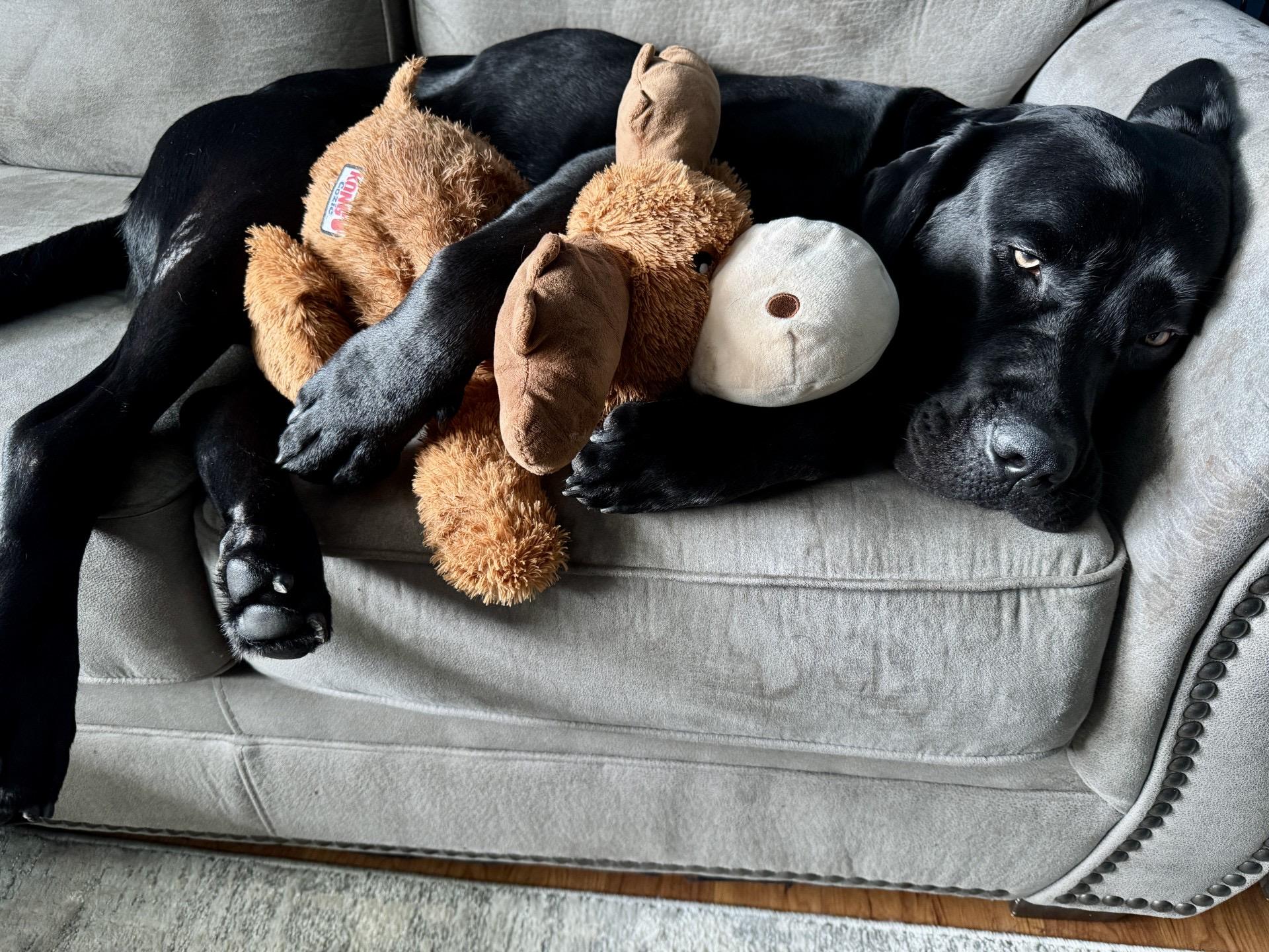 Cash - COURTESY LISTING, a Adoptable mixed breed in Clyde, NC image 2/6