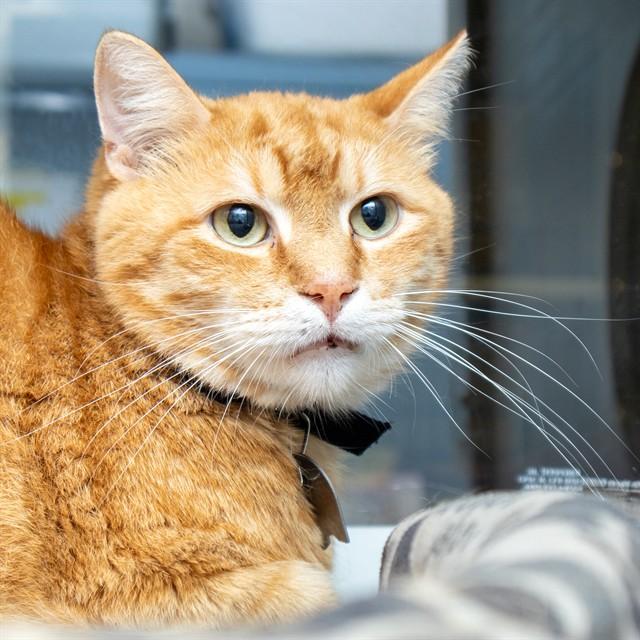 CLEMENTINE, Adoptable, Adult Male Domestic Short Hair.