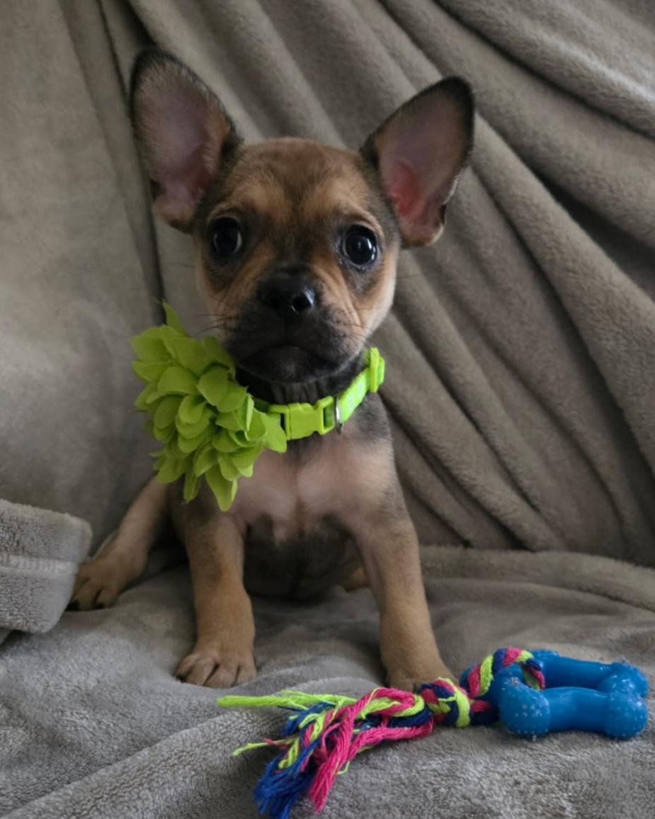 Fiona , ADOPTABLE, Young Female French Bulldog & Chihuahua.