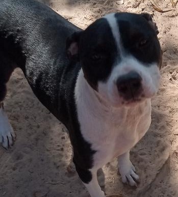 Prisilla Rose(excellent companion pet), a Adoptable mixed breed in Silsbee, TX image 3/3