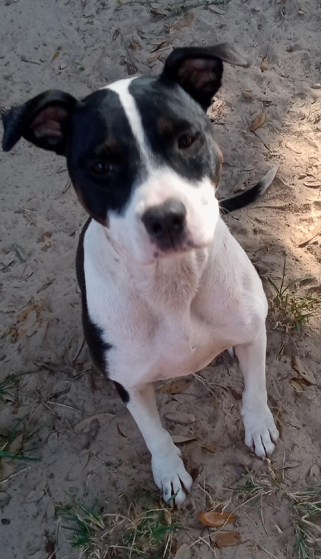 Prisilla Rose(excellent companion pet), a Adoptable mixed breed in Silsbee, TX image 2/3