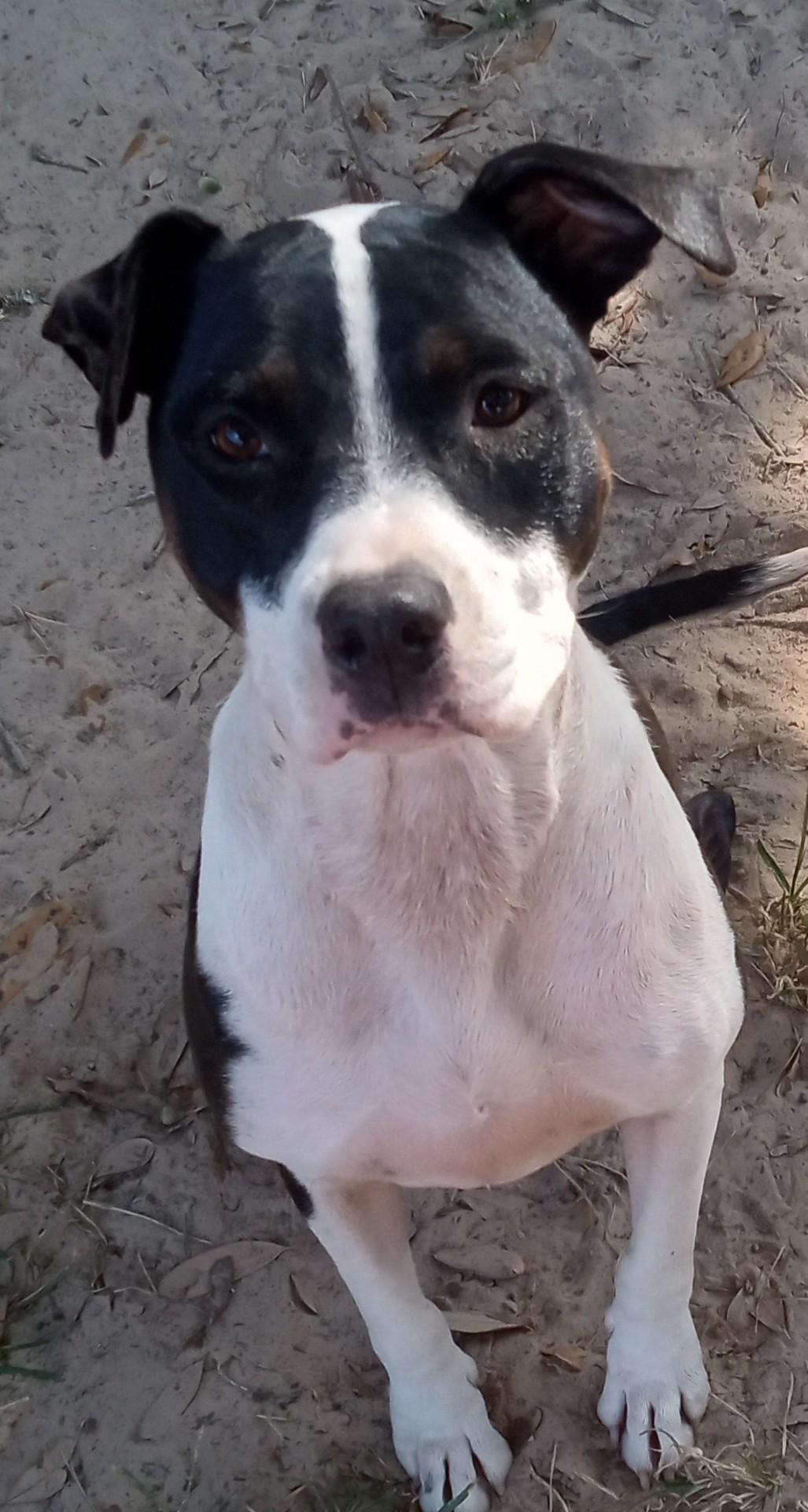 Prisilla Rose(excellent companion pet), a Adoptable mixed breed in Silsbee, TX image 1/3