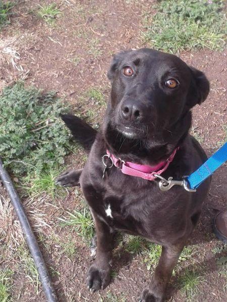 Thelma, Adoptable, Young Female Labrador Retriever.